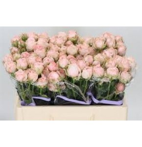 ΤΡΙΑΝΤΑΦΥΛΛΑ ΜΠΟΥΤΟΝ ΡΟΖ 70εκ. ROSEN TR. MADAM BOMBASTIC 70cm